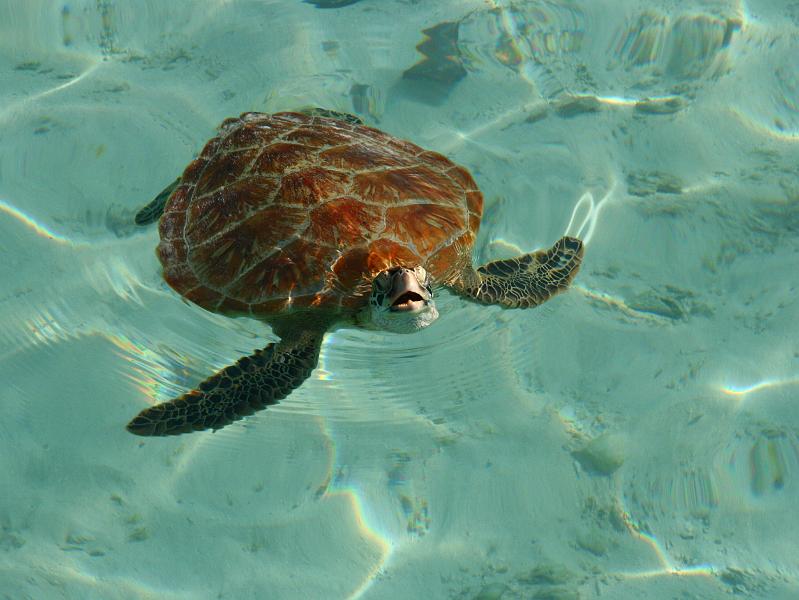 Kuramathi (86).jpg